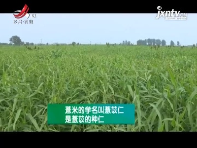 农博士大讲堂20210416 薏米栽培技术