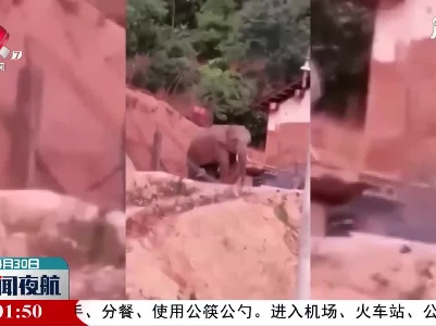 云南墨江：两头野生亚洲象靠近县城 当地启动应急预案