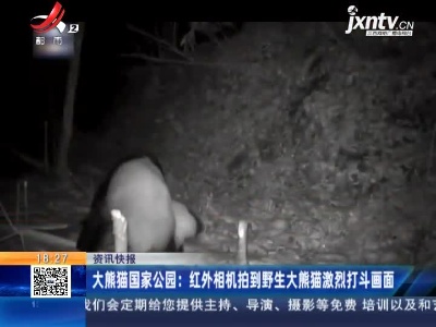 大熊猫国家公园：红外相机拍到野生大熊猫激烈打斗画面