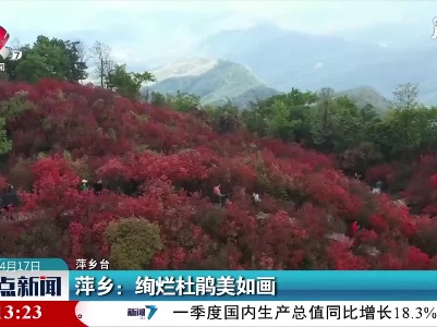 萍乡：绚烂杜鹃美如画