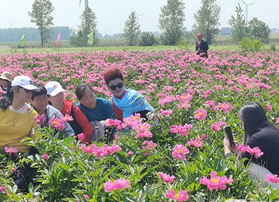 九江江洲：芍药花开 待君来赏