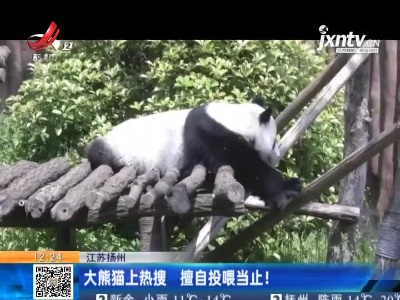 江苏扬州：大熊猫上热搜 擅自投喂当止！
