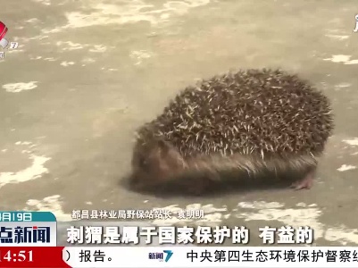 九江：都昌县村民救护一只受惊的刺猬