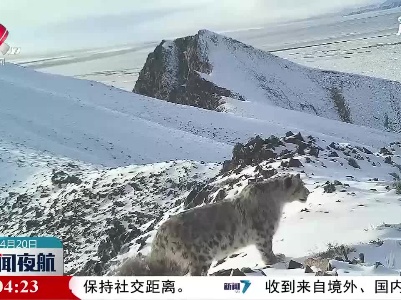 新疆阿尔金山连续拍到三只雪豹母子