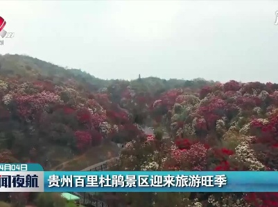 贵州百里杜鹃景区迎来旅游旺季