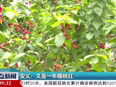 安义：又是一年樱桃红