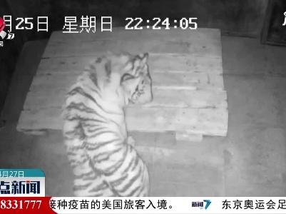 闯村伤人老虎有名字了：“完达山1号”