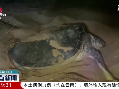 广东惠东海龟国家级自然保护区迎来2021年首只海龟上岸产卵