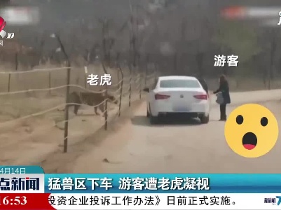 北京：猛兽区下车 游客遭老虎凝视