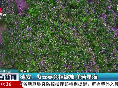 德安：紫云英竞相绽放 美若星海