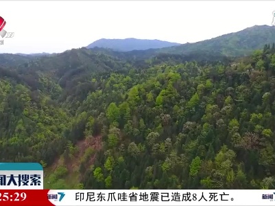婺源：“小叶子”带来“大财富”