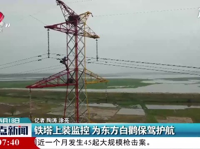 铁塔上装监控 为东方白鹳保驾护航