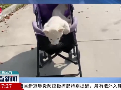 江苏：可可爱爱 白狮“姐妹花”坐婴儿车游园