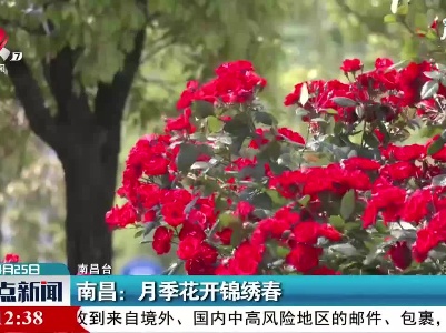 南昌：月季花开锦绣春