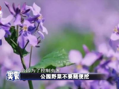 公园野菜不要随便挖