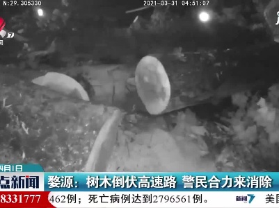 婺源：树木倒伏高速路 警民合力来消除