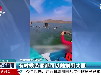 山东：大雁变换队形紧跟快艇 游客触手可及