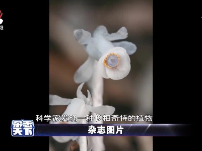 现实版“豌豆射手”