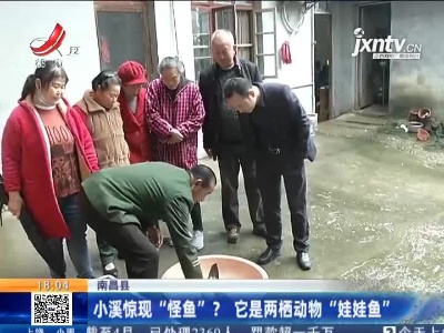 南昌县：小溪惊现“怪鱼”？ 它是两栖动物“娃娃鱼”