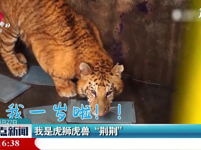 我是虎狮虎兽“荆荆”