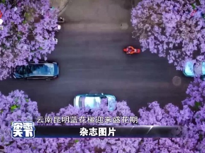 云南昆明蓝花楹迎来盛花期