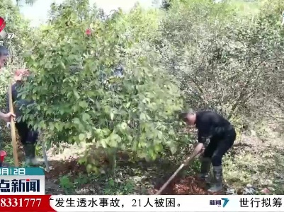 江西低海拔红花油茶优株树种培育取得新突破