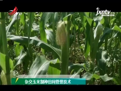 农博士大讲堂20210427 杂交玉米制种田间管理技术