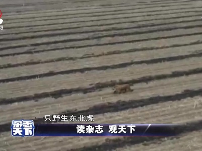 野生东北虎频频“下山”
