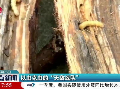 湖南：以虫克虫的“天敌战队