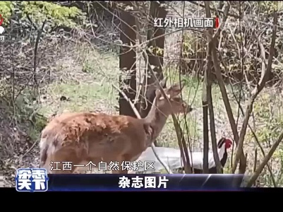 江西：梅花鹿白鹇野外同框