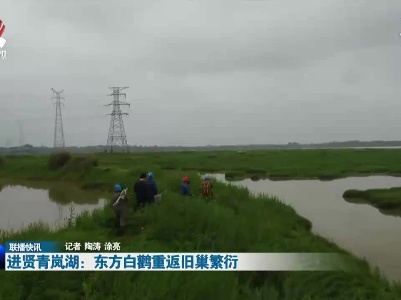 进贤青岚湖：东方白鹳重返旧巢繁衍