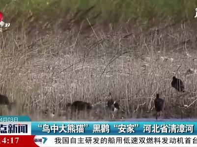 “鸟中大熊猫”黑鹳“安家”河北省清漳河