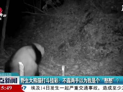 野生大熊猫打斗挂彩：不露两手以为我是个“憨憨”？