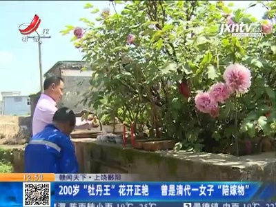 【赣闻天下】上饶鄱阳：200岁“牡丹王”花开正艳 曾是清代一女子“陪嫁物”