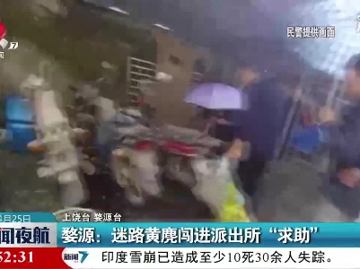 婺源：迷路黄麂闯进派出所“求助”