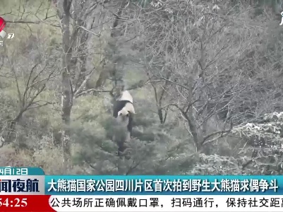 大熊猫国家公园四川片区首次拍到野生大熊猫求偶争斗