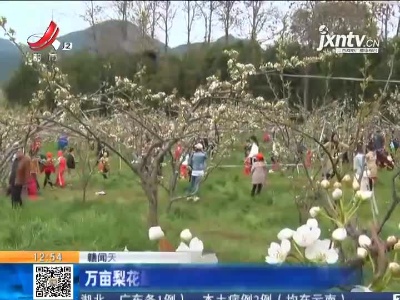 【赣闻天下】上饶鄱阳：万亩梨花绽放  游客纷至沓来