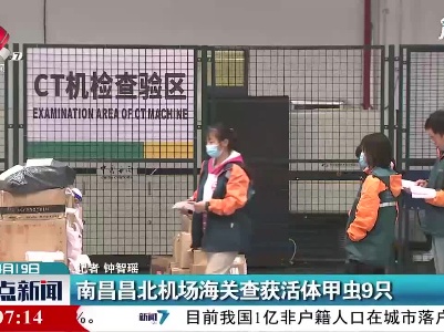 南昌昌北机场海关查获活体甲虫9只
