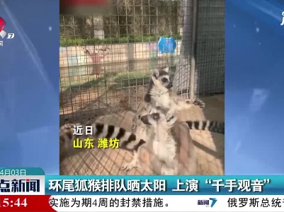 山东：环尾狐猴排队晒太阳上演“千手观音”