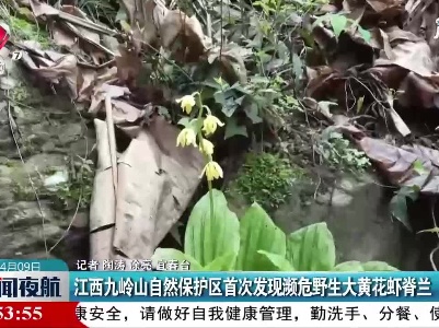 江西九岭山自然保护区首次发现濒危野生大黄花虾脊兰