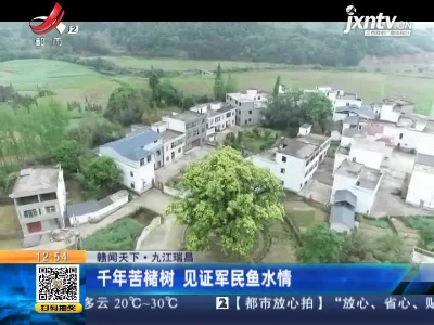 【赣闻天下】九江瑞昌：千年苦槠树 见证军民鱼水情