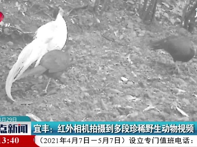 宜丰：红外相机拍摄到多段珍稀野生动物视频