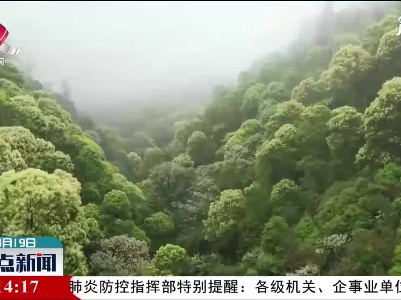 吉安：江西南风面国家级自然保护区“最美峡谷”迎来盛花期