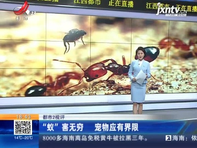 【都市2视评】“蚁”害无穷 宠物应有界限