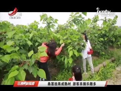 吉安：桑葚挂果成熟时 游客采摘乐趣多