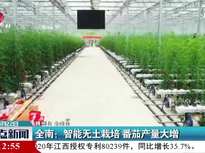 全南：智能无土栽培 番茄产量大增