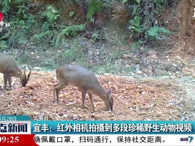宜丰：红外相机拍摄到多段珍稀野生动物视频