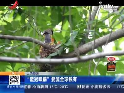 上饶婺源：“蓝冠噪鹛”婺源全球独有