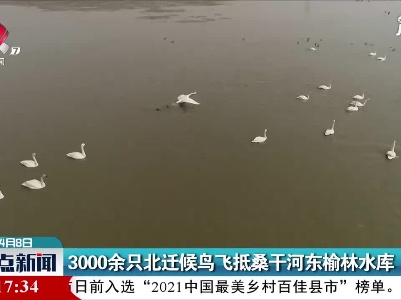 3000余只北迁候鸟飞抵桑干河东榆林水库