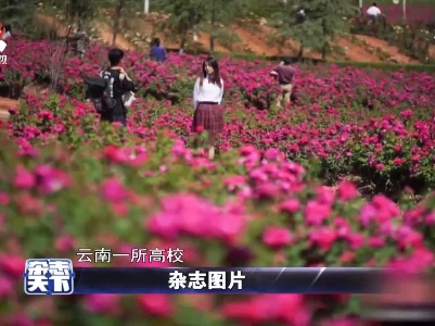 云南：鲜花美食